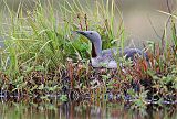 Red-throated Loon